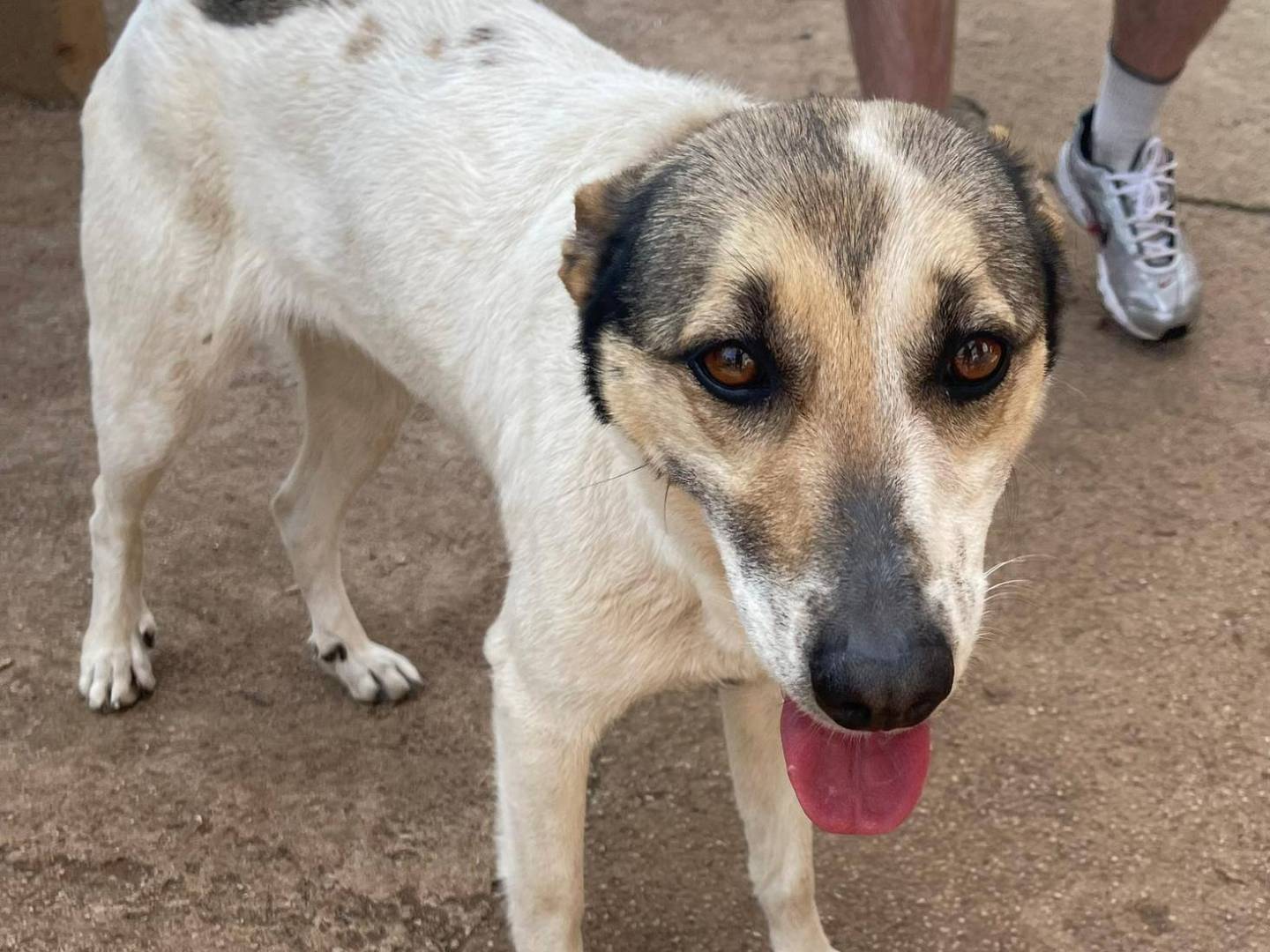 Adotta il cane Rosemary a Frosinone