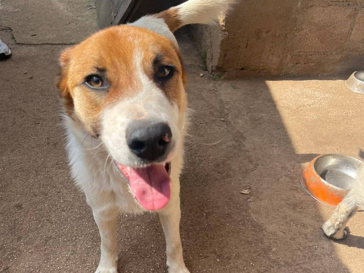 Adotta un cane, maschio, 10 mesi, Frosinone