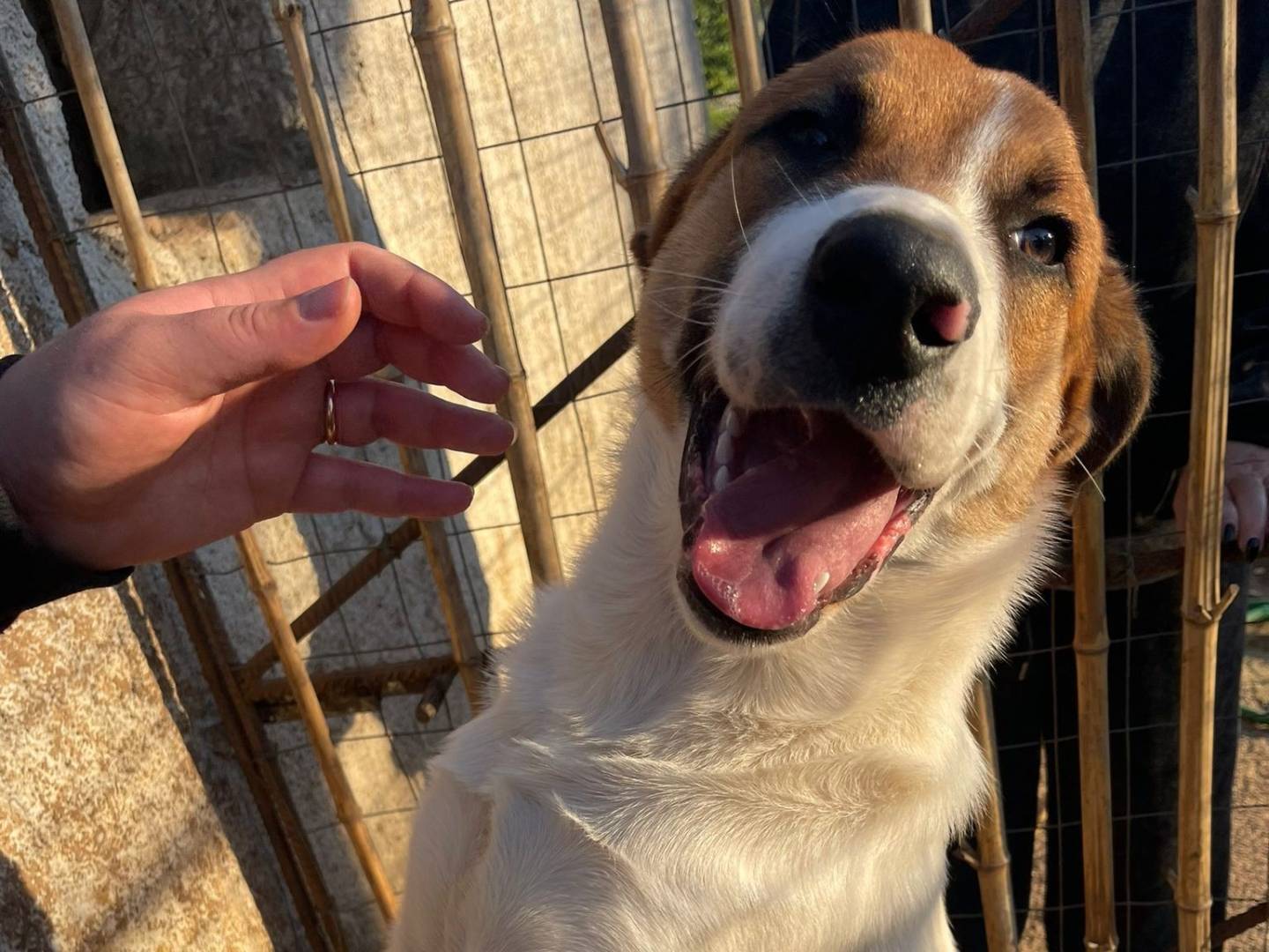 Adotta il cane Bubi a Frosinone