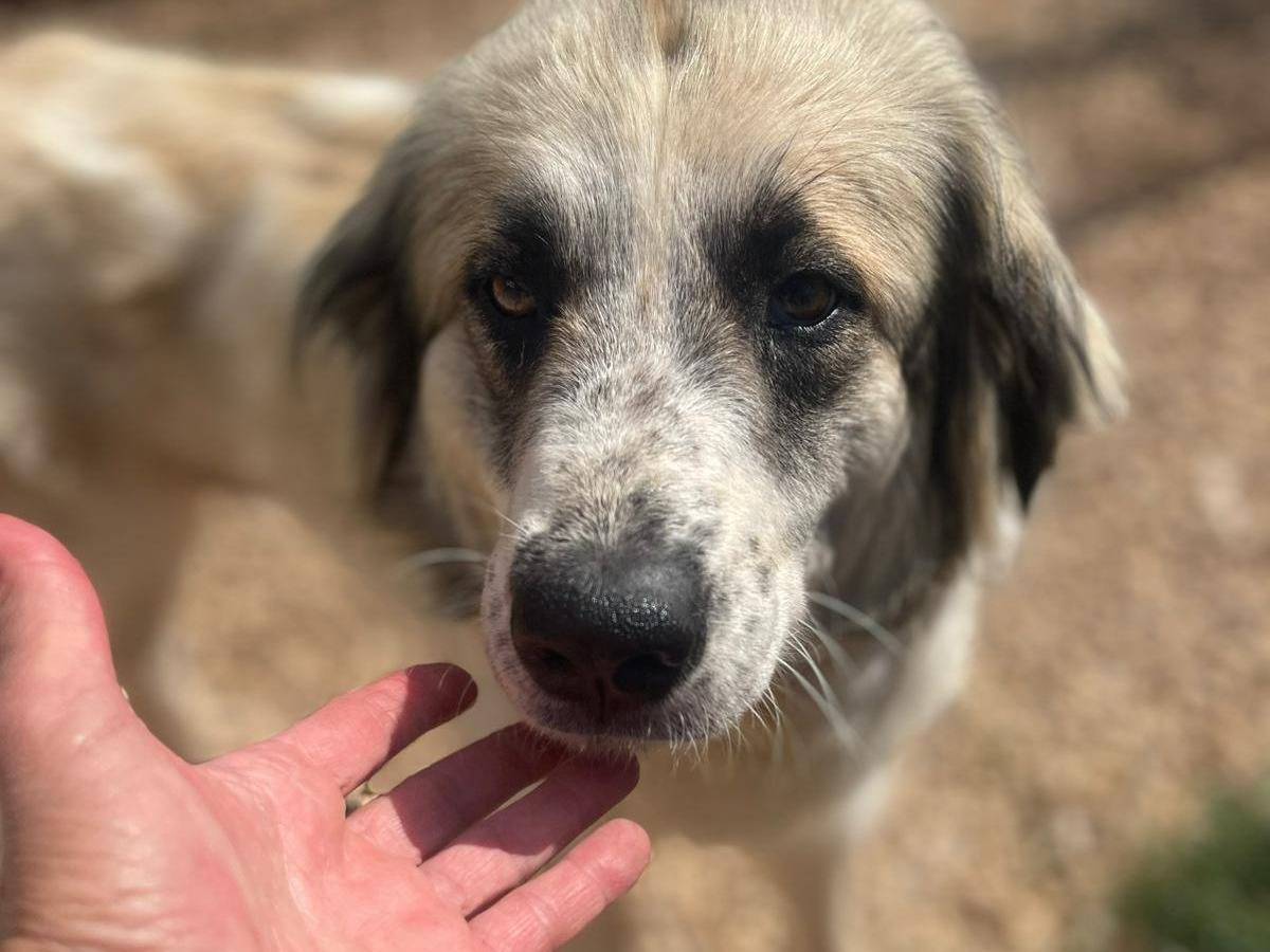 Adozione cane, femmina, Razza sconosciuta Razza sconosciuta, 1 anno e 2 mesi, taglia media, Frosinone