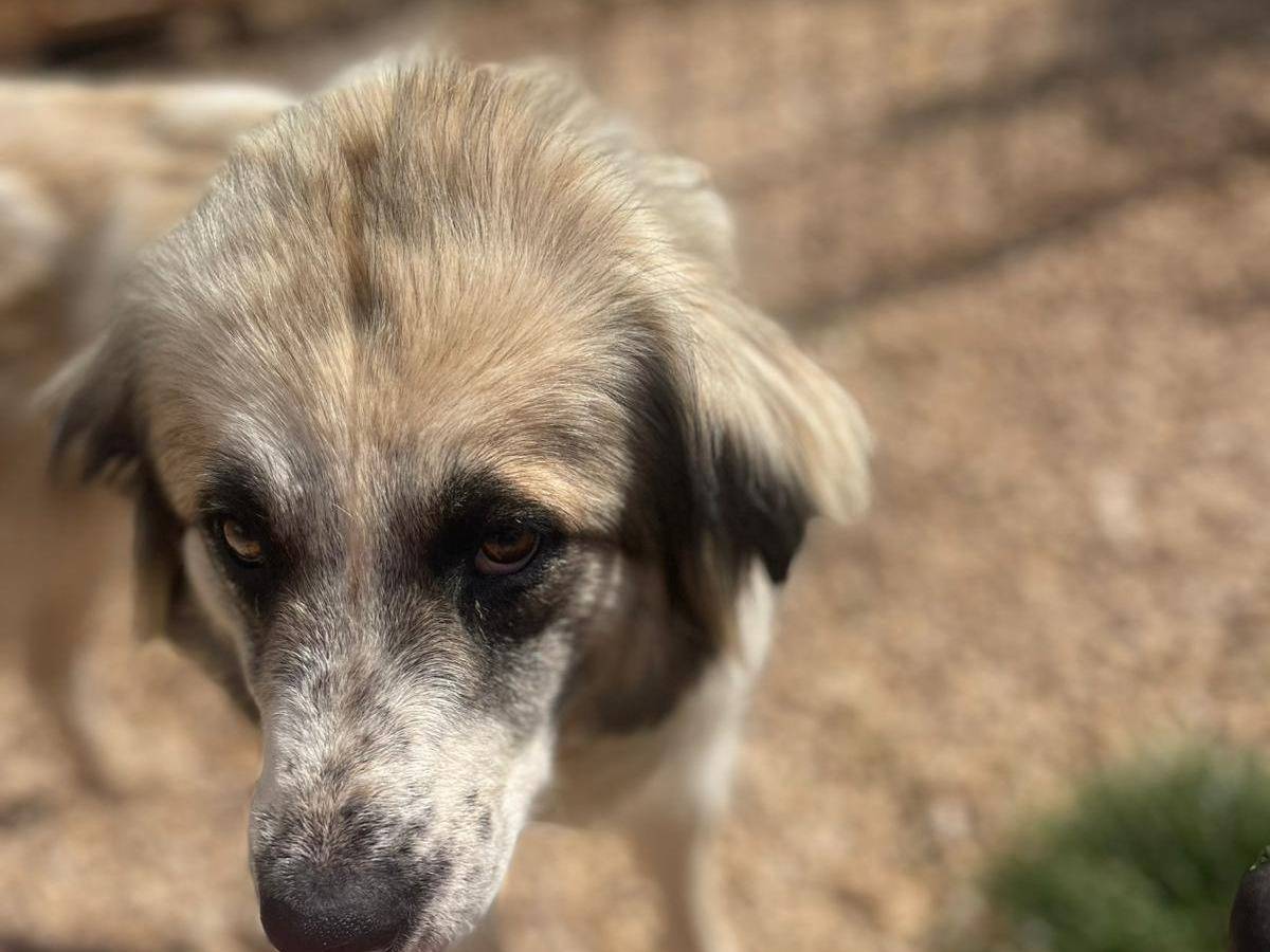 Adotta un cane, femmina, 1 anno e 2 mesi, Frosinone