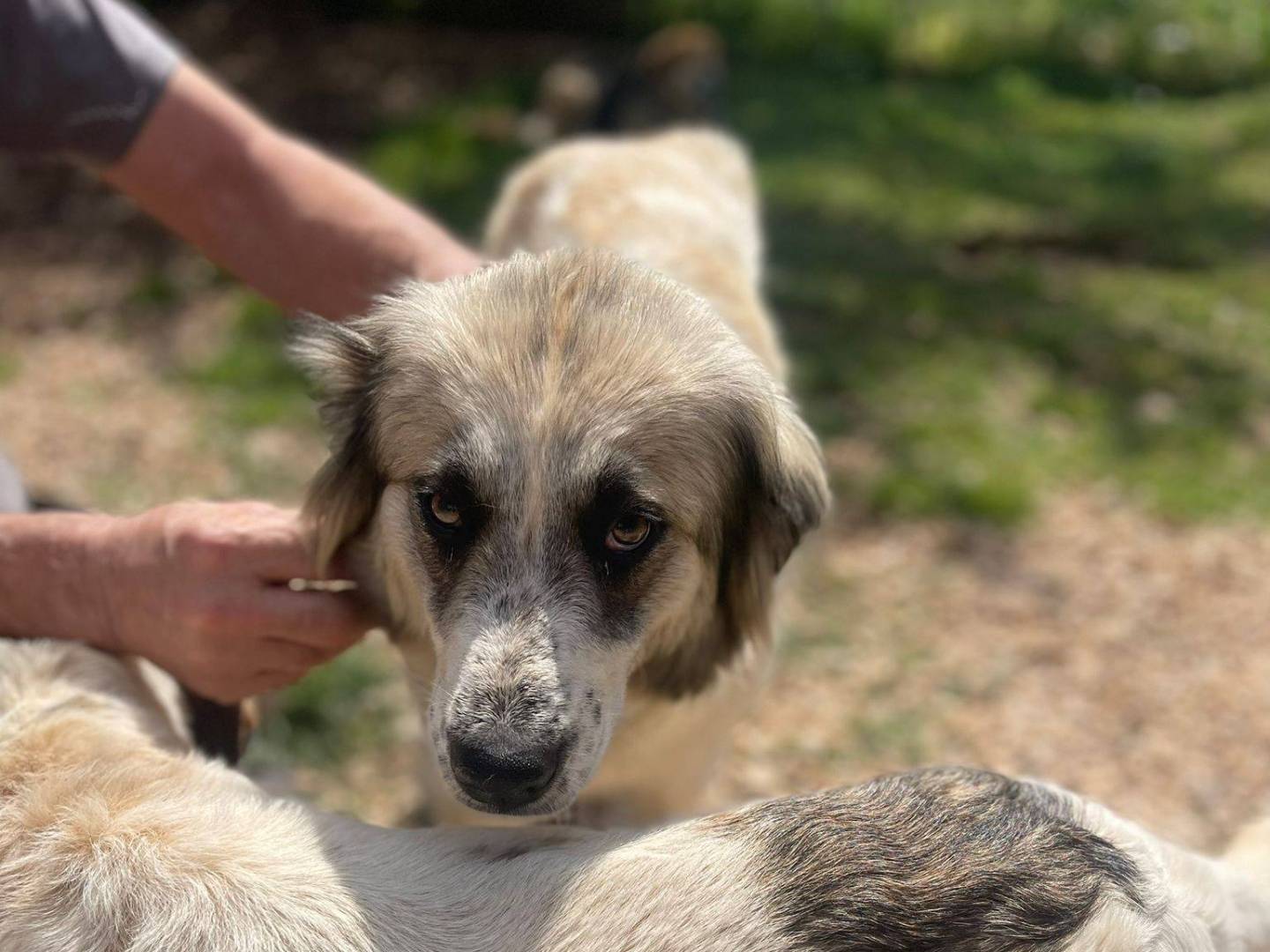 Adotta un cane, taglia media, femmina, Frosinone