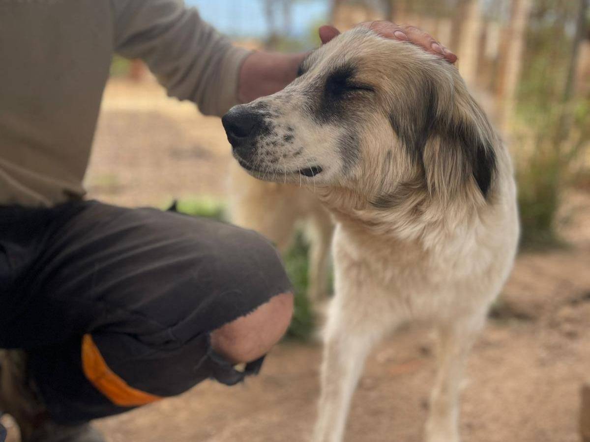 Vuoi adottare un cane a Frosinone?
