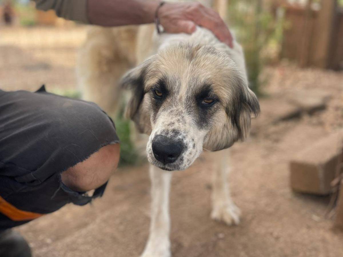 Adotta il cane Lalla a Frosinone