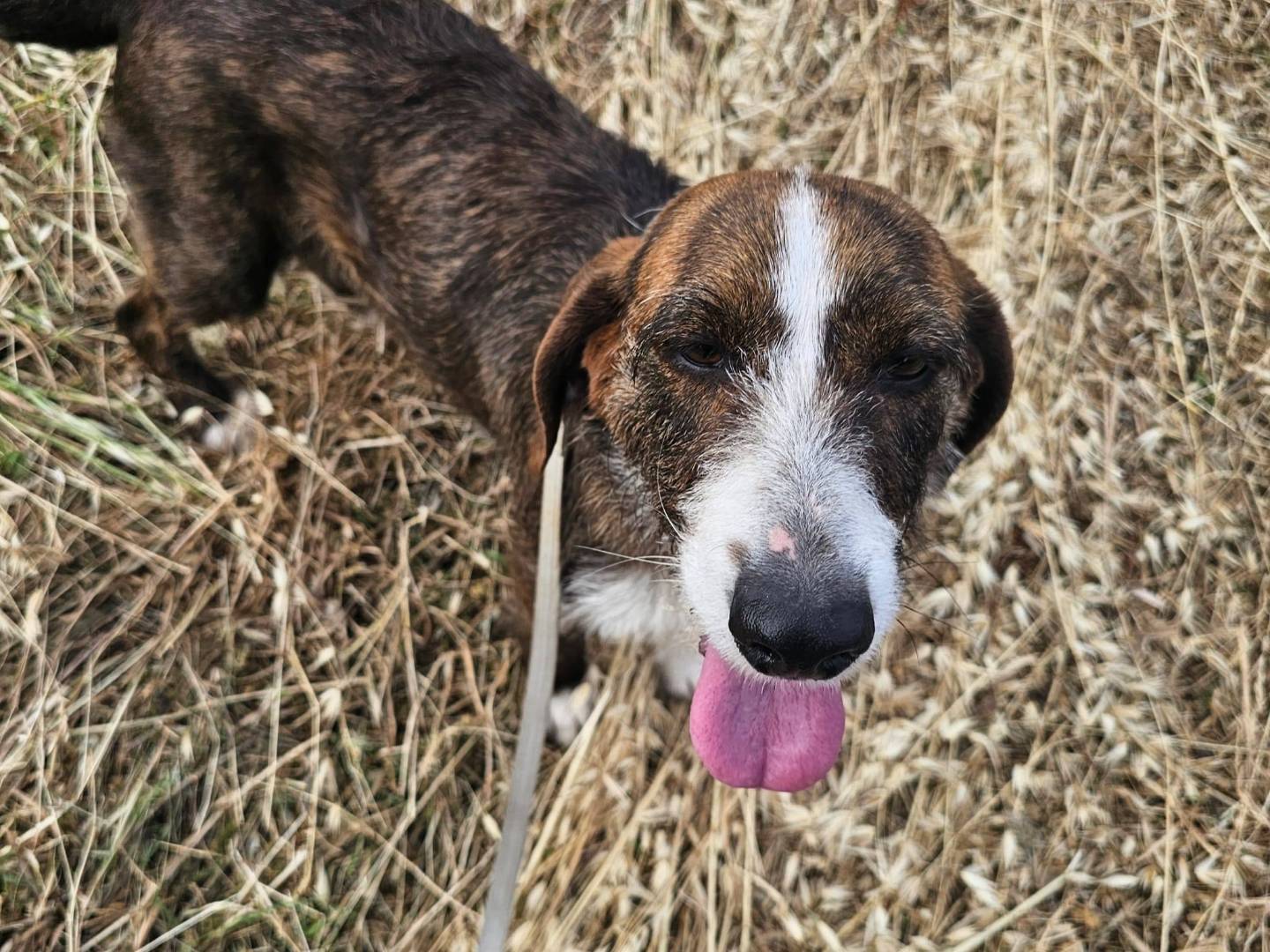 Adozione cane, femmina, Razza sconosciuta Razza sconosciuta, 3 anni e 2 mesi, taglia media contenuta, Frosinone