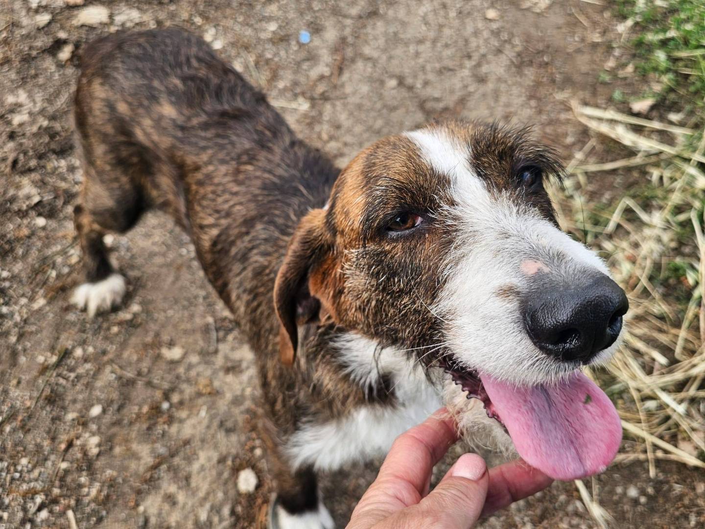 Adotta un cane, femmina, 3 anni e 2 mesi, Frosinone