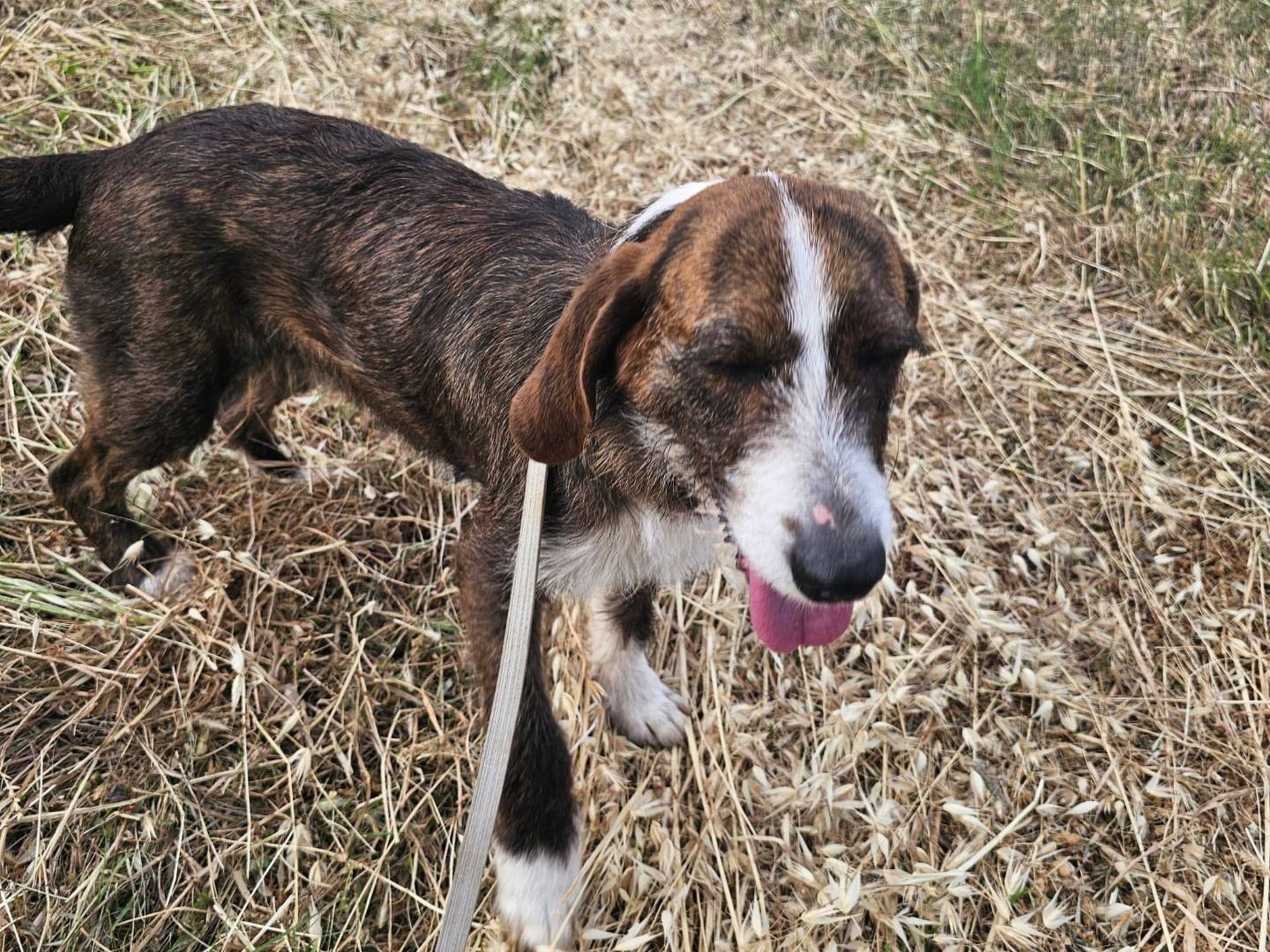 Adotta un cane, taglia media contenuta, femmina, Frosinone