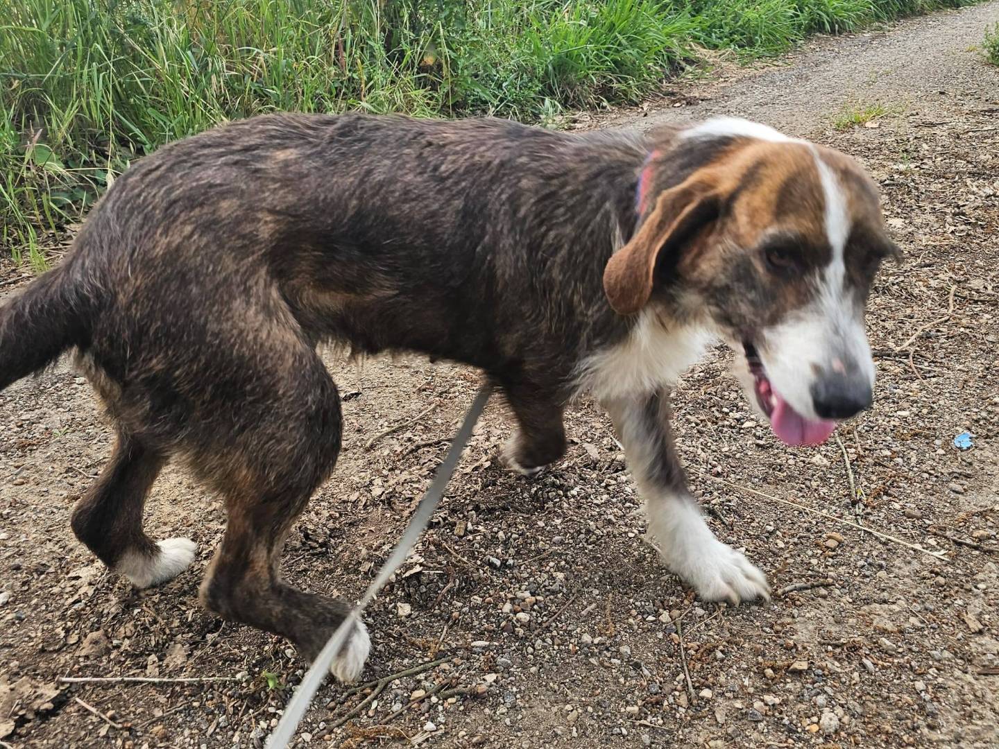 Vuoi adottare un cane a Frosinone?