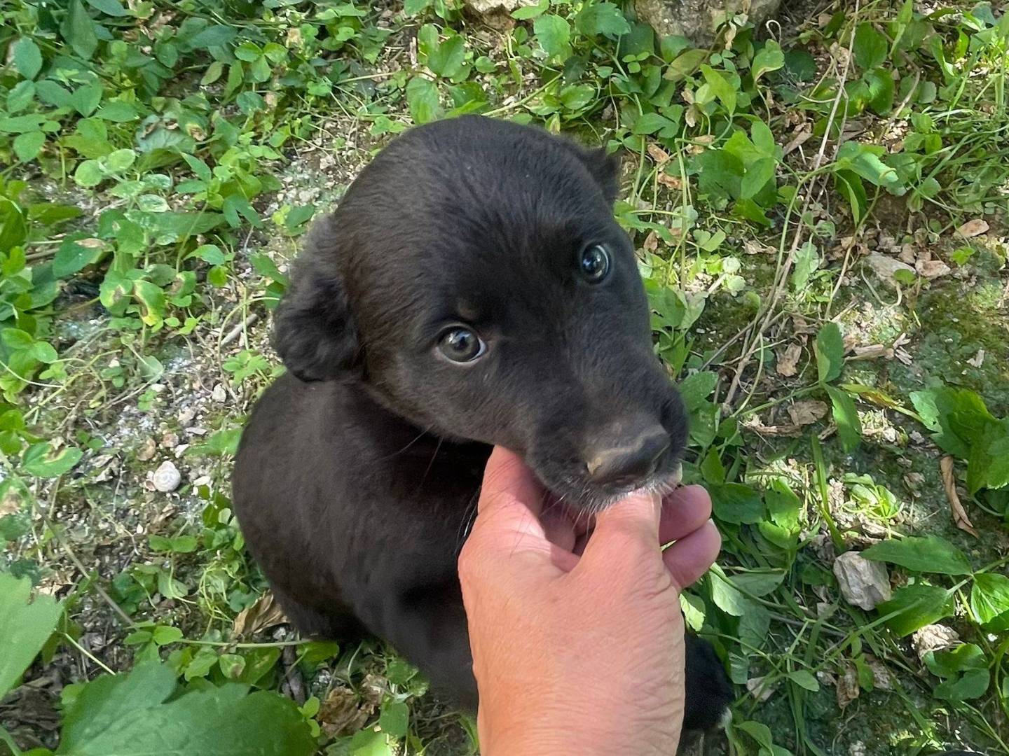 Adozione cane, maschio, Razza sconosciuta Razza sconosciuta, 3 mesi, taglia media, Frosinone