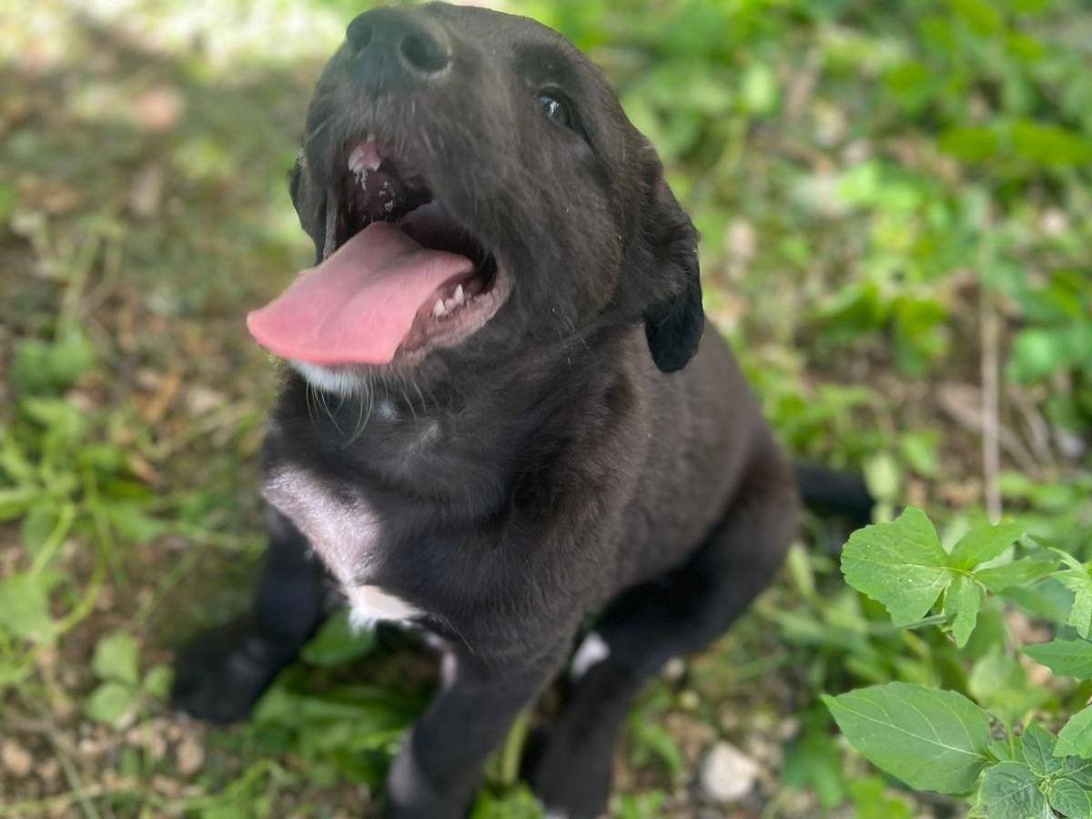 Adotta un cane, maschio, 3 mesi, Frosinone