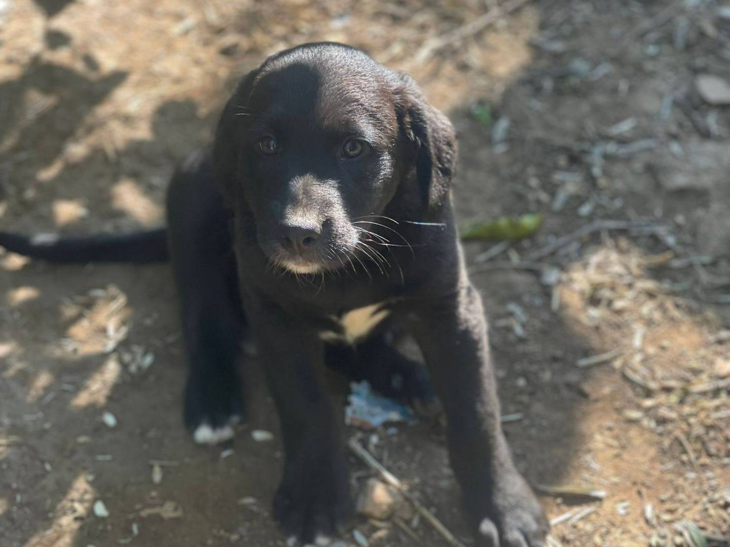 Adotta un cane, taglia media, maschio, Frosinone