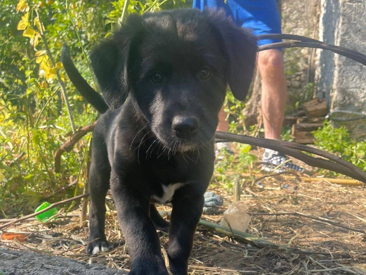 Vuoi adottare un cane a Frosinone?