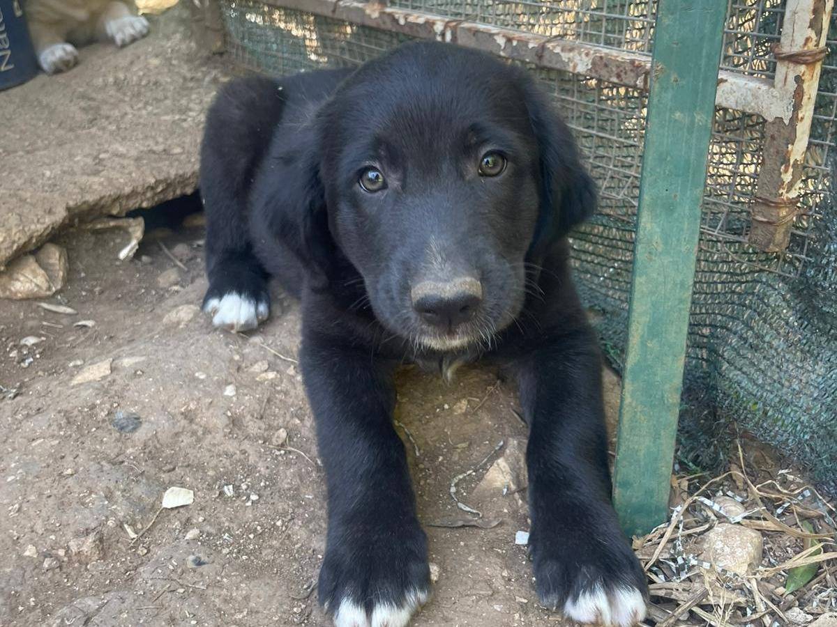 Adotta il cane Merlot a Frosinone