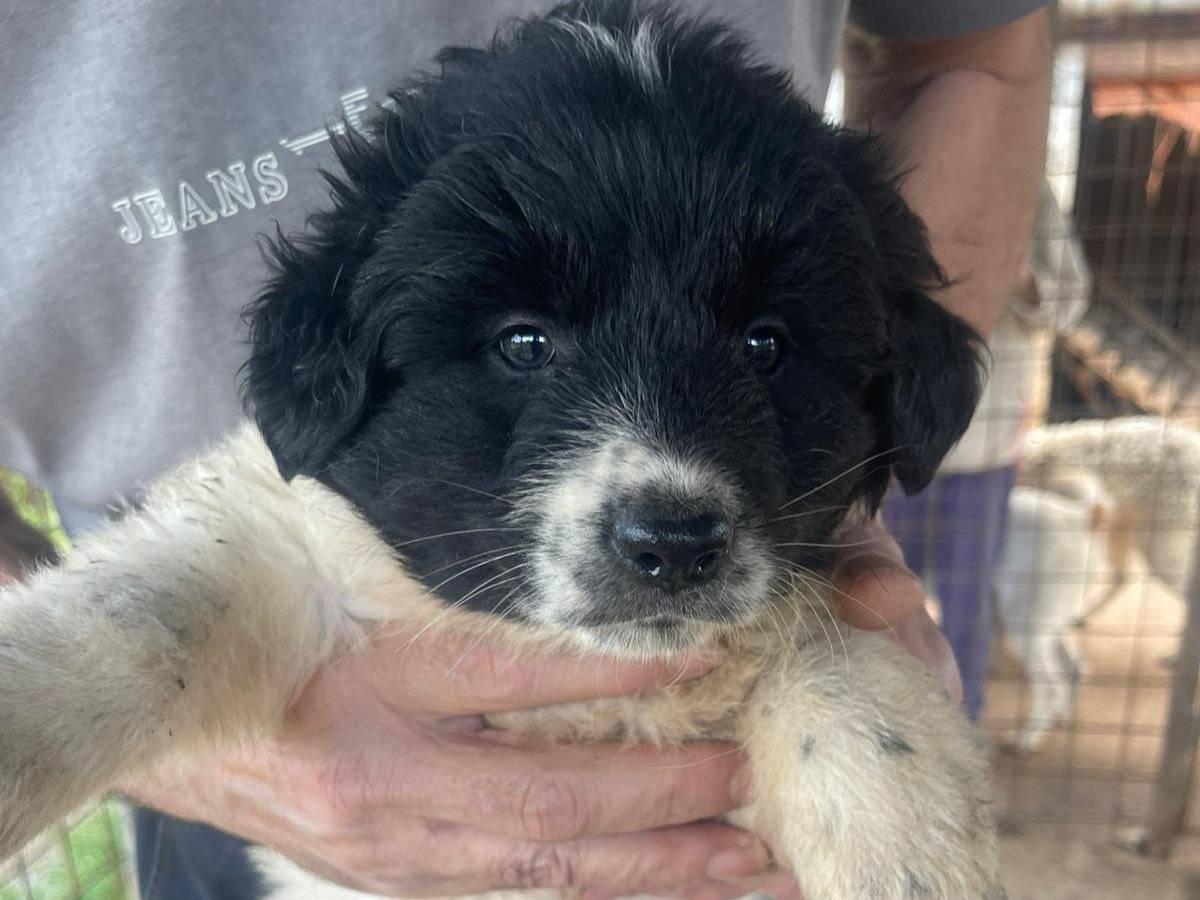 Adozione cane, femmina, Razza sconosciuta Razza sconosciuta, 3 mesi, taglia media, Frosinone