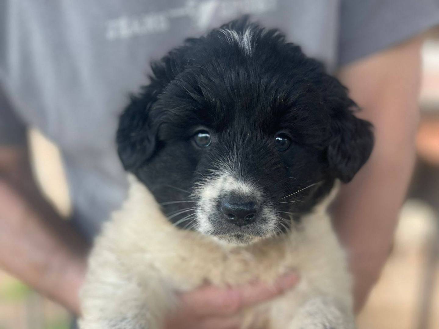 Adotta un cane, femmina, 3 mesi, Frosinone