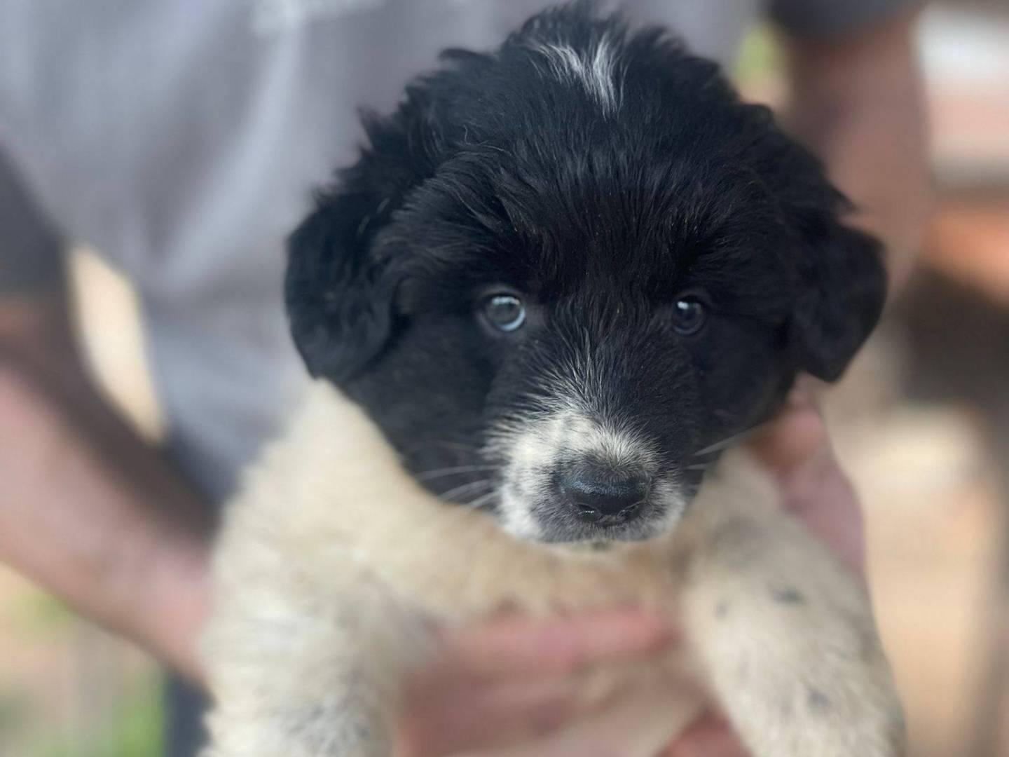 Adotta un cane, taglia media, femmina, Frosinone