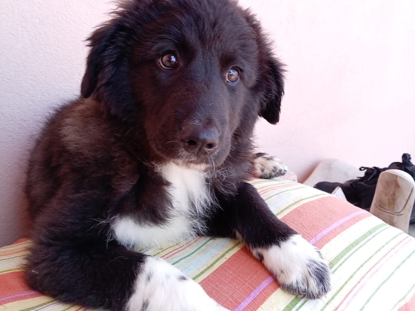 Adotta un cane, femmina, 3 mesi, Messina