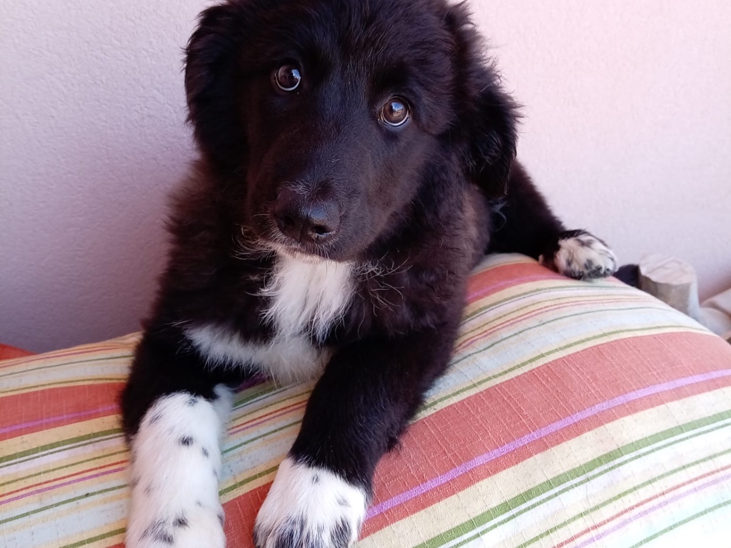 Adozione cane, femmina, Border Collie Razza sconosciuta, 3 mesi, taglia media, Messina