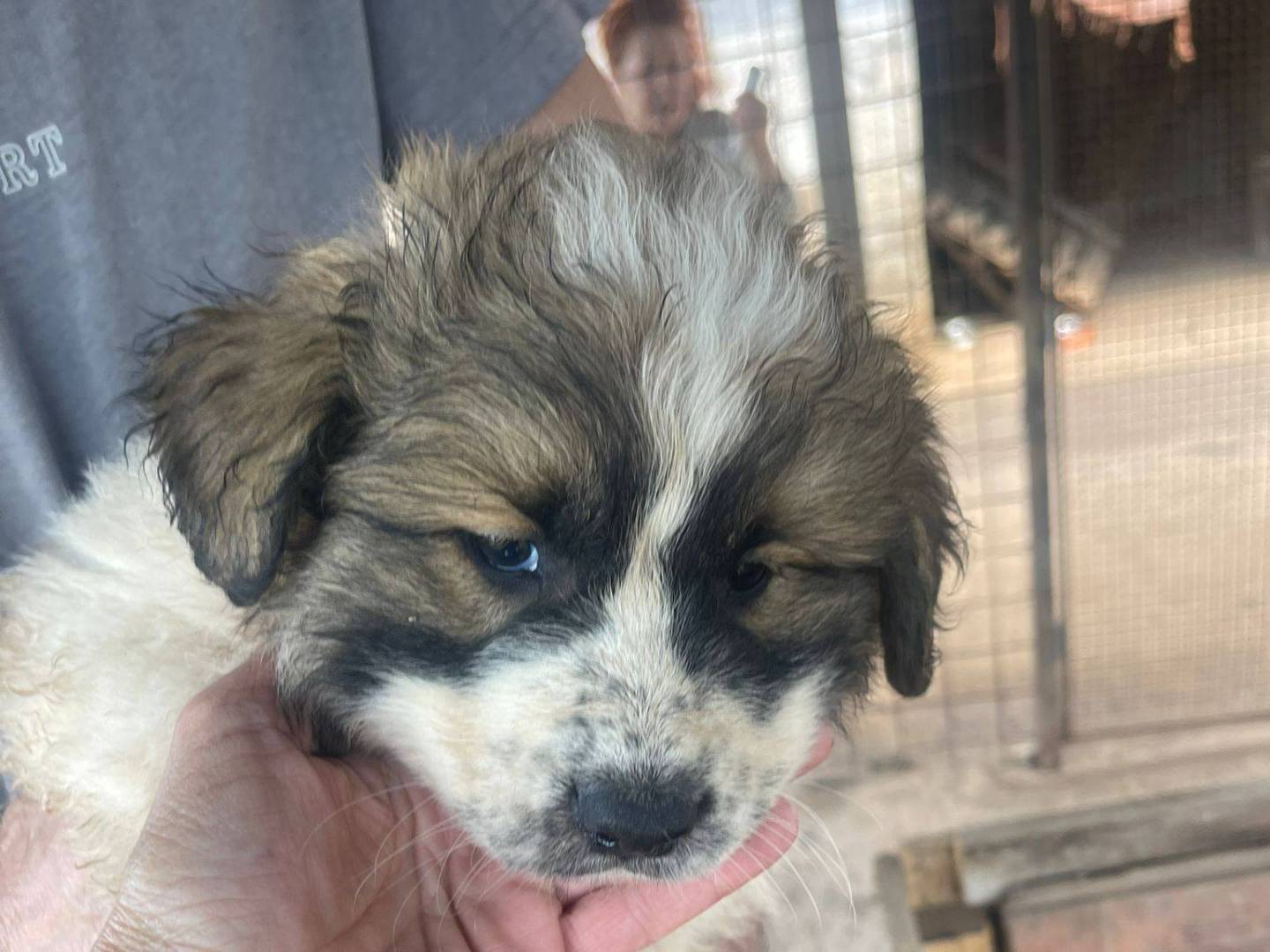Adotta un cane, maschio, 3 mesi, Frosinone