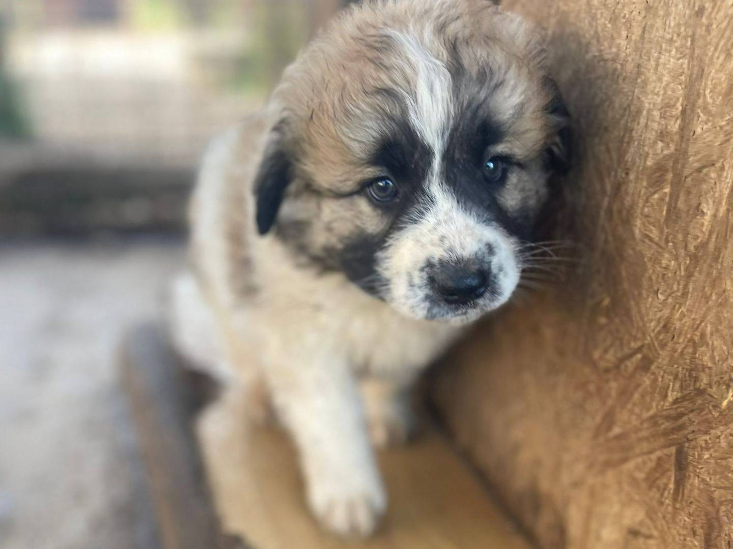 Adotta un cane, taglia media, maschio, Frosinone