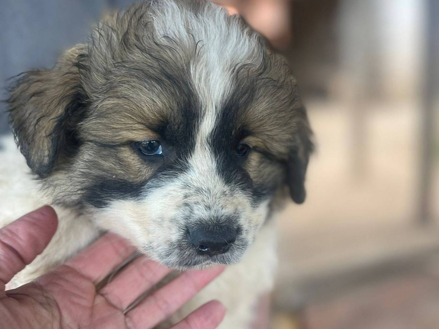 Vuoi adottare un cane a Frosinone?