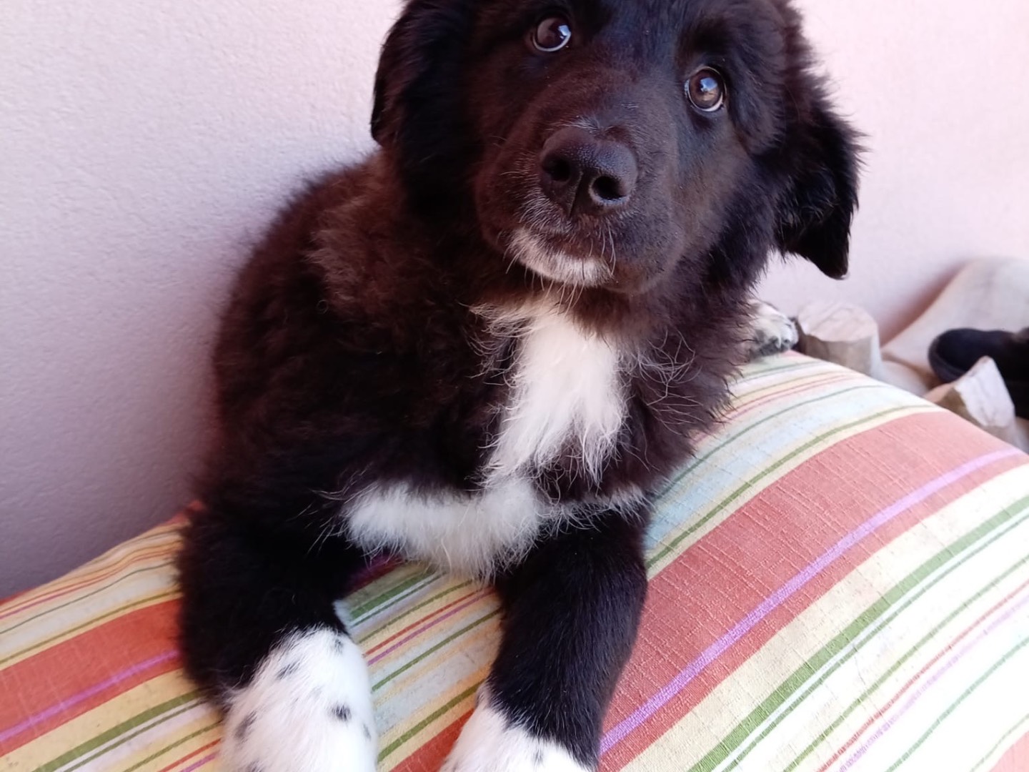 Adotta un cane, taglia media, femmina, Messina