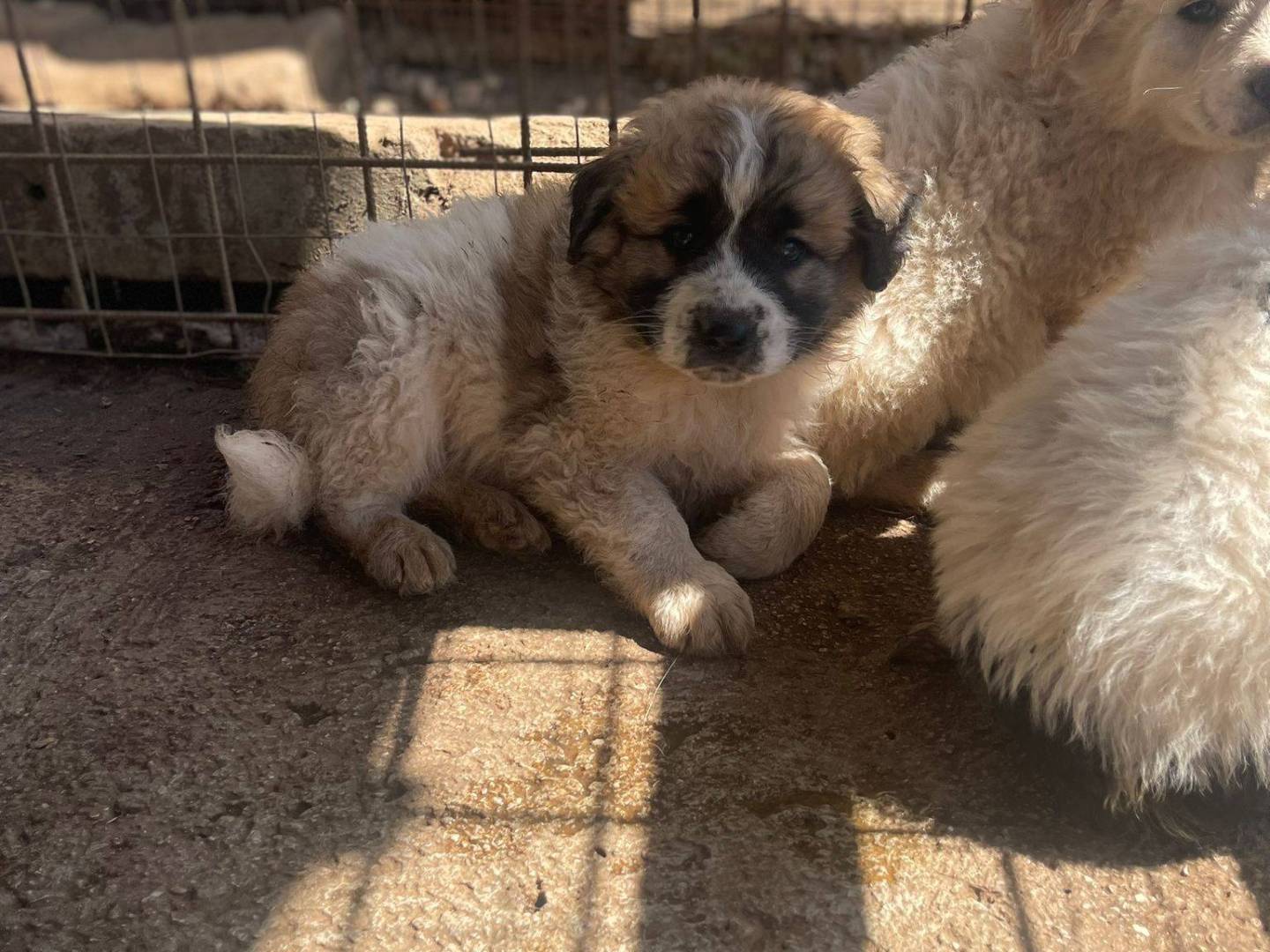 Adotta un cane, maschio, 3 mesi, Frosinone