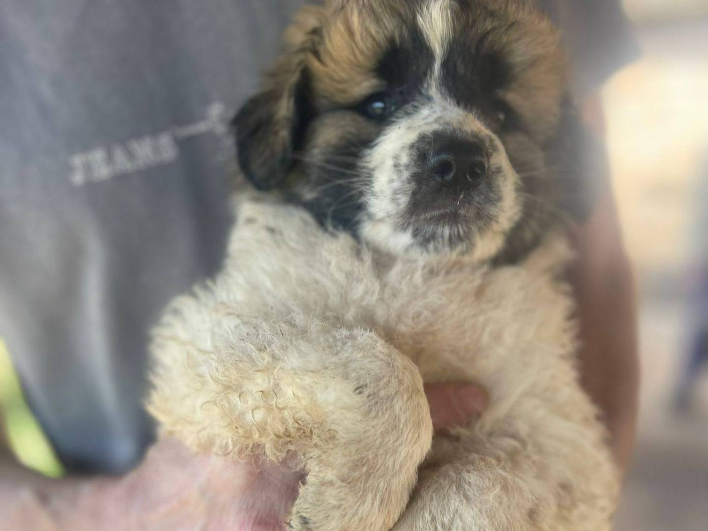 Adotta un cane, taglia media, maschio, Frosinone