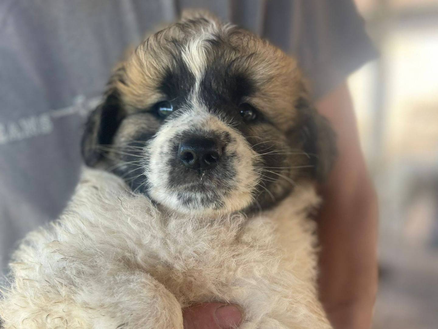 Vuoi adottare un cane a Frosinone?