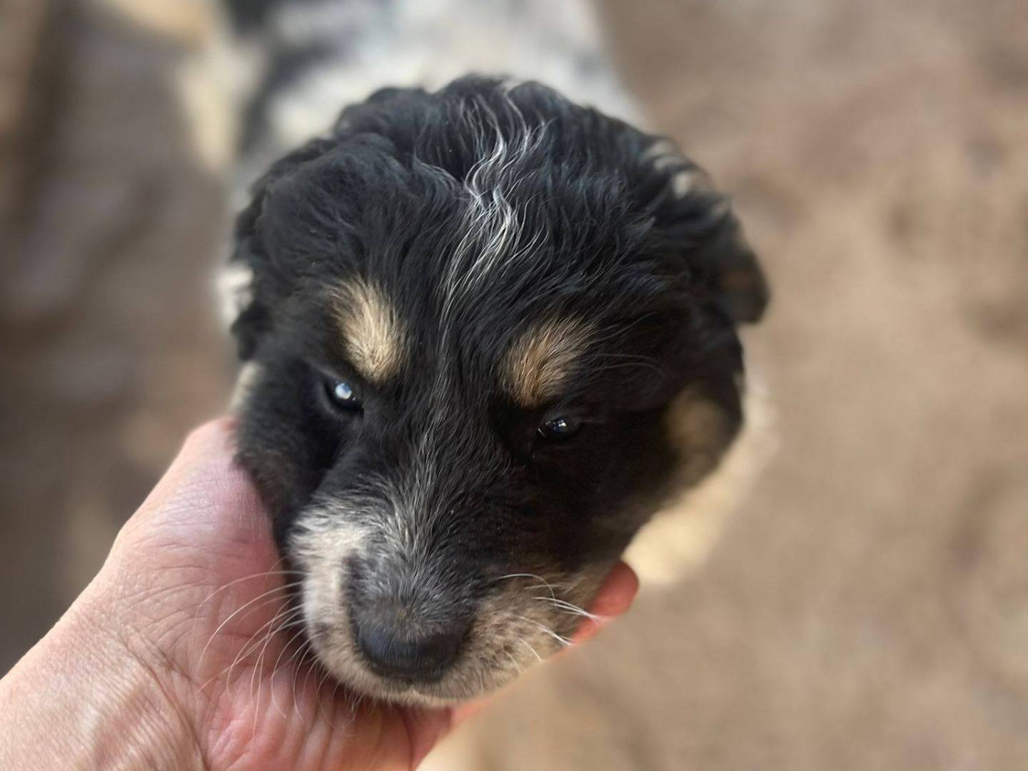 Adozione cane, femmina, Razza sconosciuta Razza sconosciuta, 3 mesi, taglia media, Frosinone