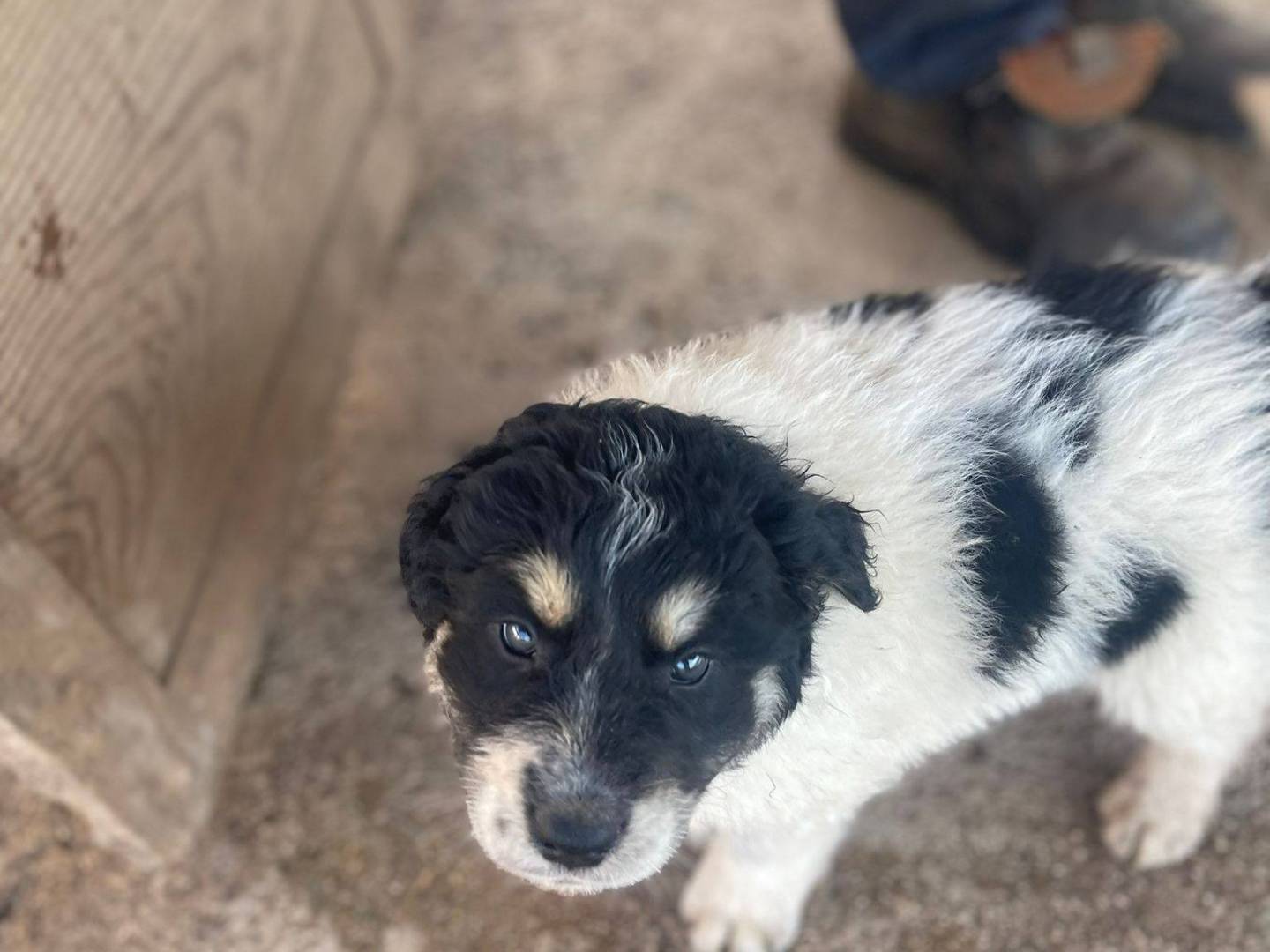 Adotta un cane, femmina, 3 mesi, Frosinone