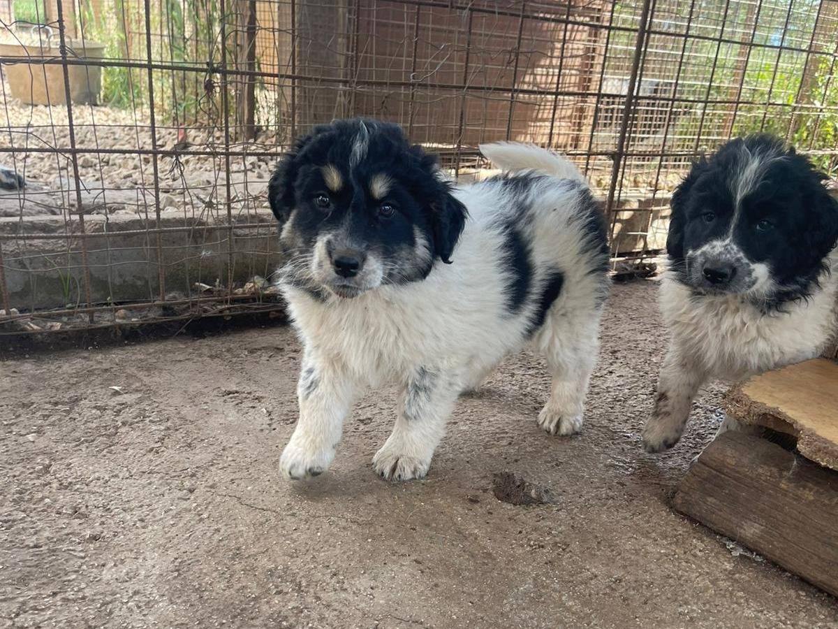 Vuoi adottare un cane a Frosinone?