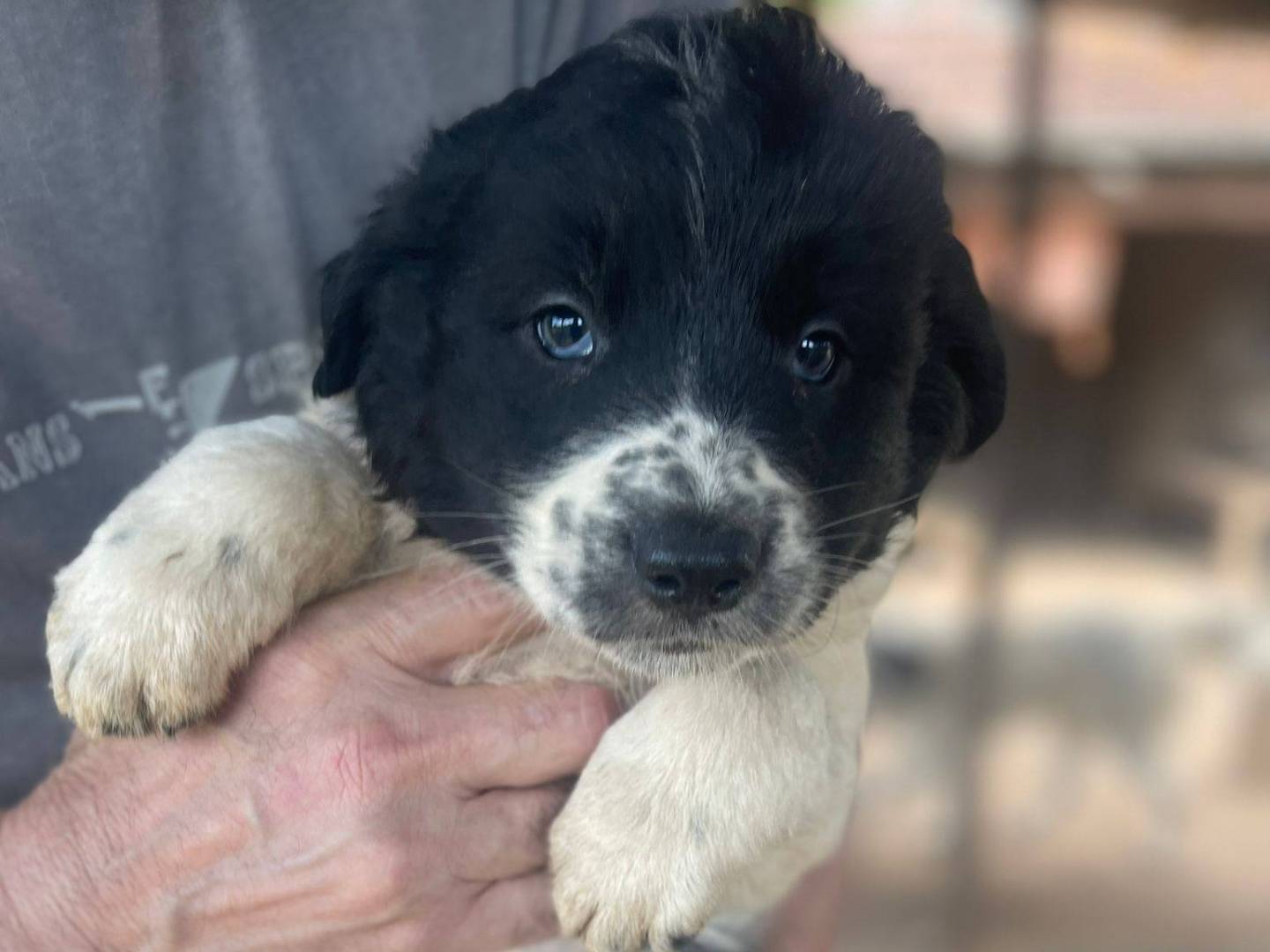 Adotta un cane, femmina, 3 mesi, Frosinone
