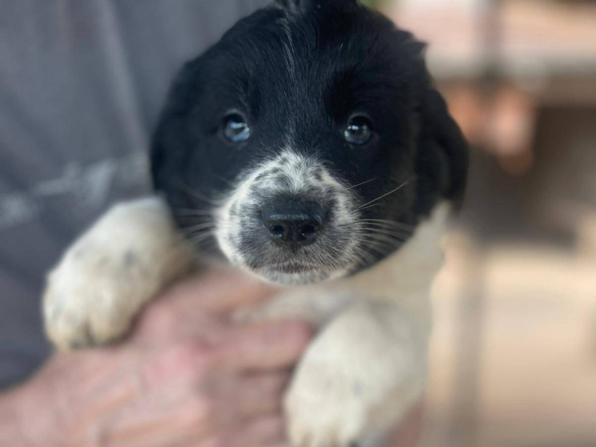 Adotta un cane, taglia media, femmina, Frosinone