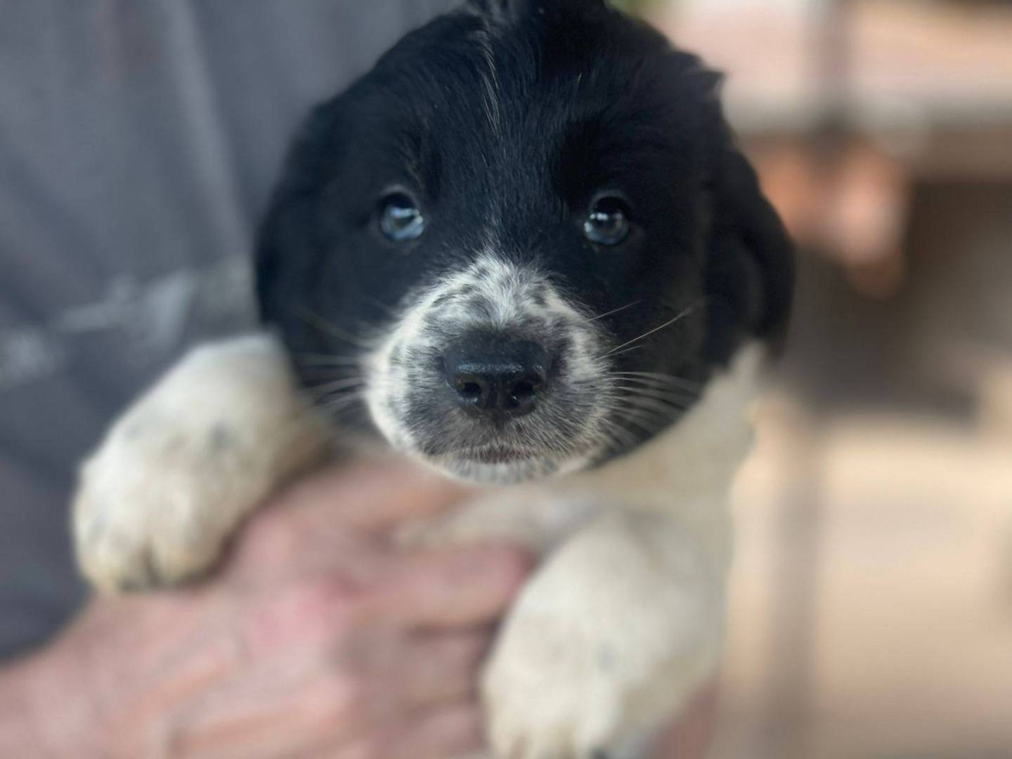 Vuoi adottare un cane a Frosinone?