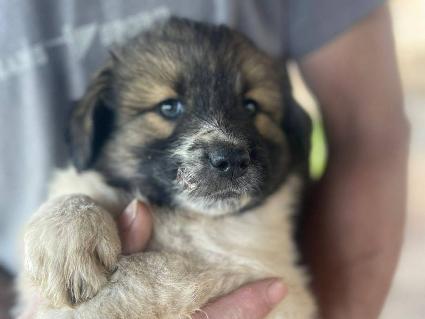 Adozione cane, femmina, Razza sconosciuta Razza sconosciuta, 3 mesi, taglia media, Frosinone