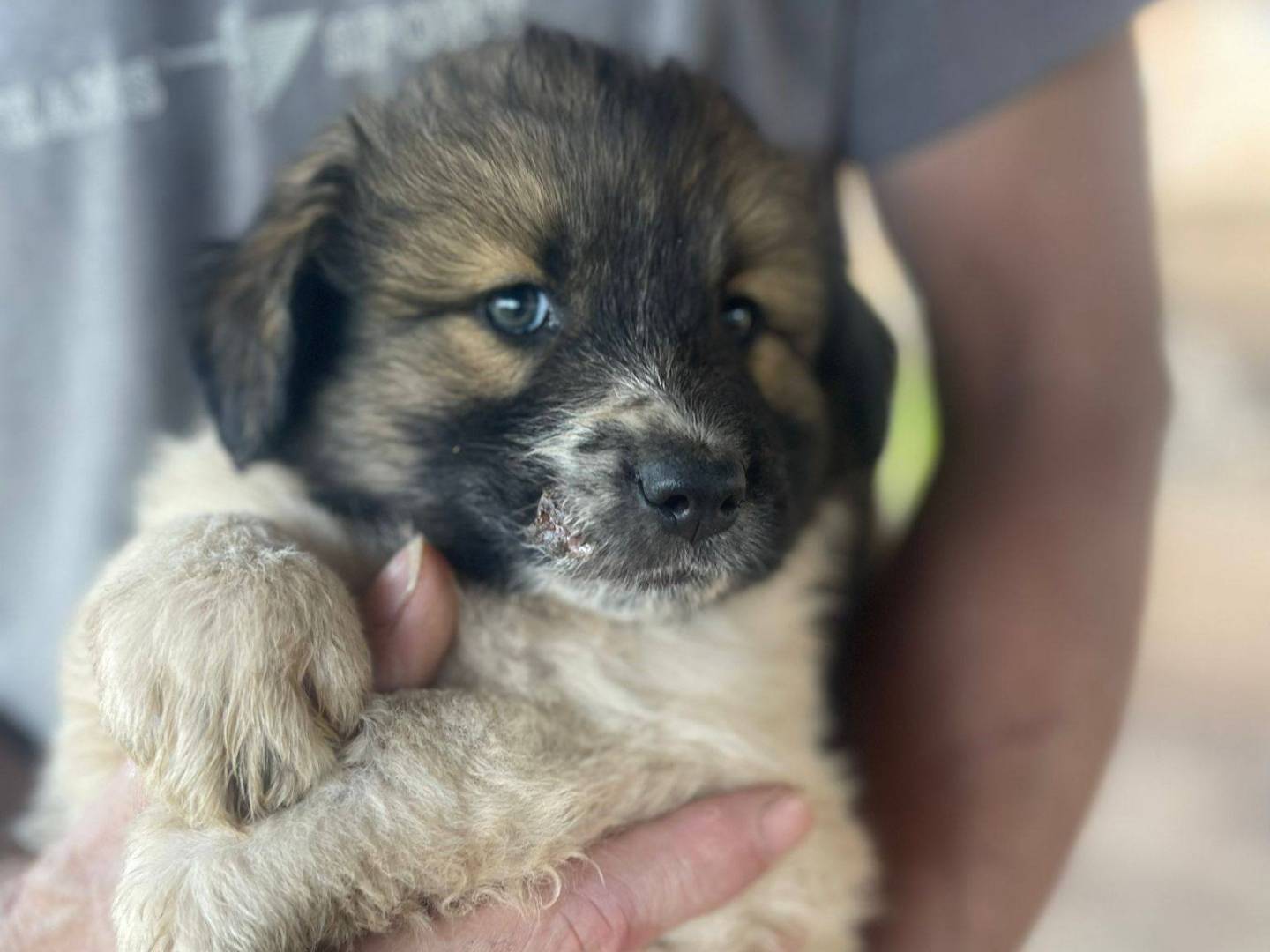 Adotta un cane, femmina, 3 mesi, Frosinone