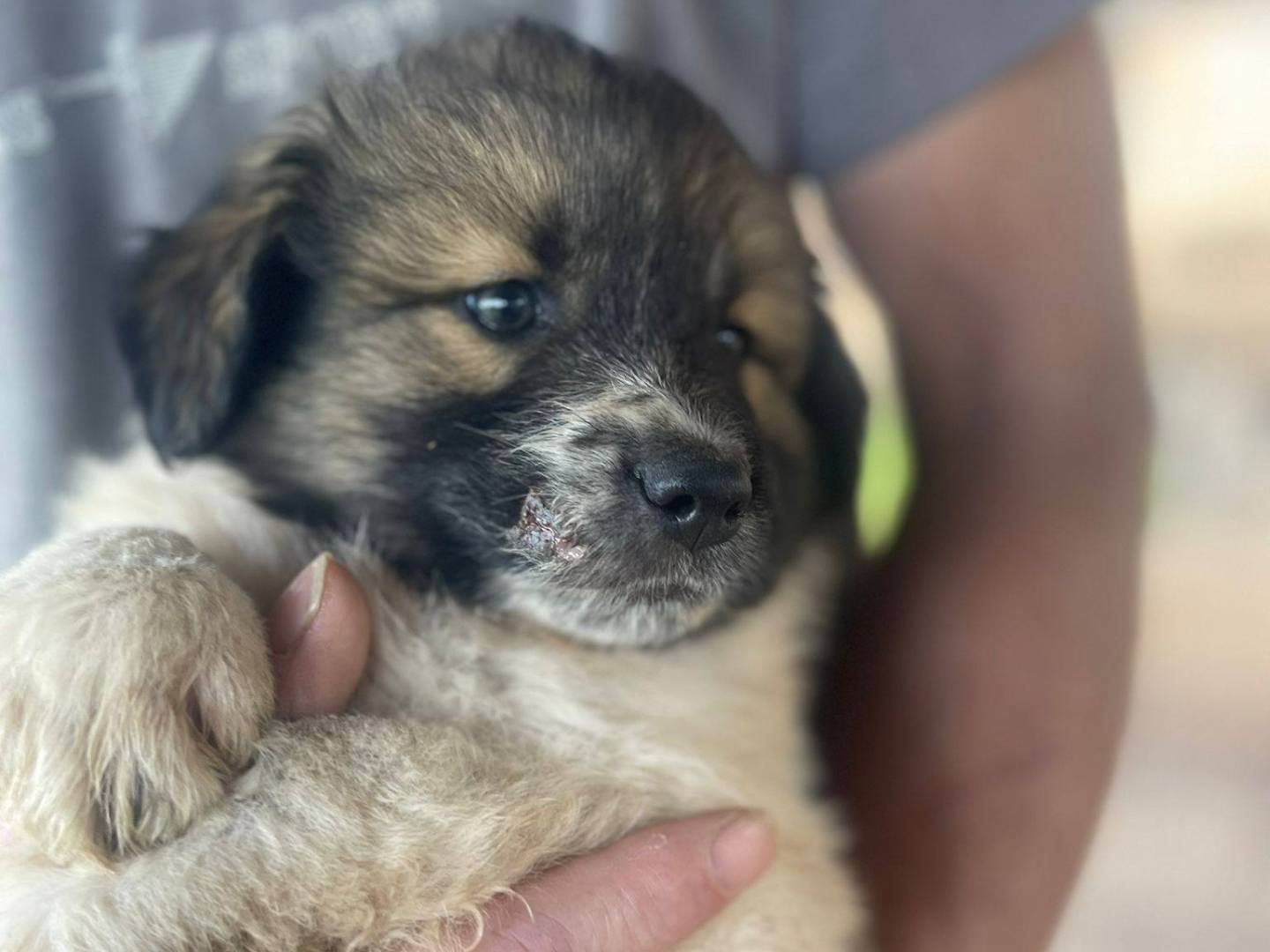 Adotta un cane, taglia media, femmina, Frosinone