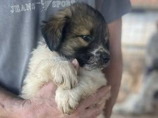 Vuoi adottare un cane a Frosinone?