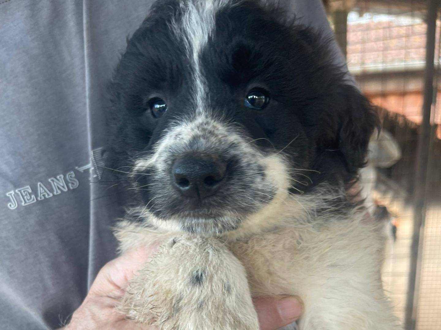 Adozione cane, maschio, Razza sconosciuta Razza sconosciuta, 3 mesi, taglia media, Frosinone