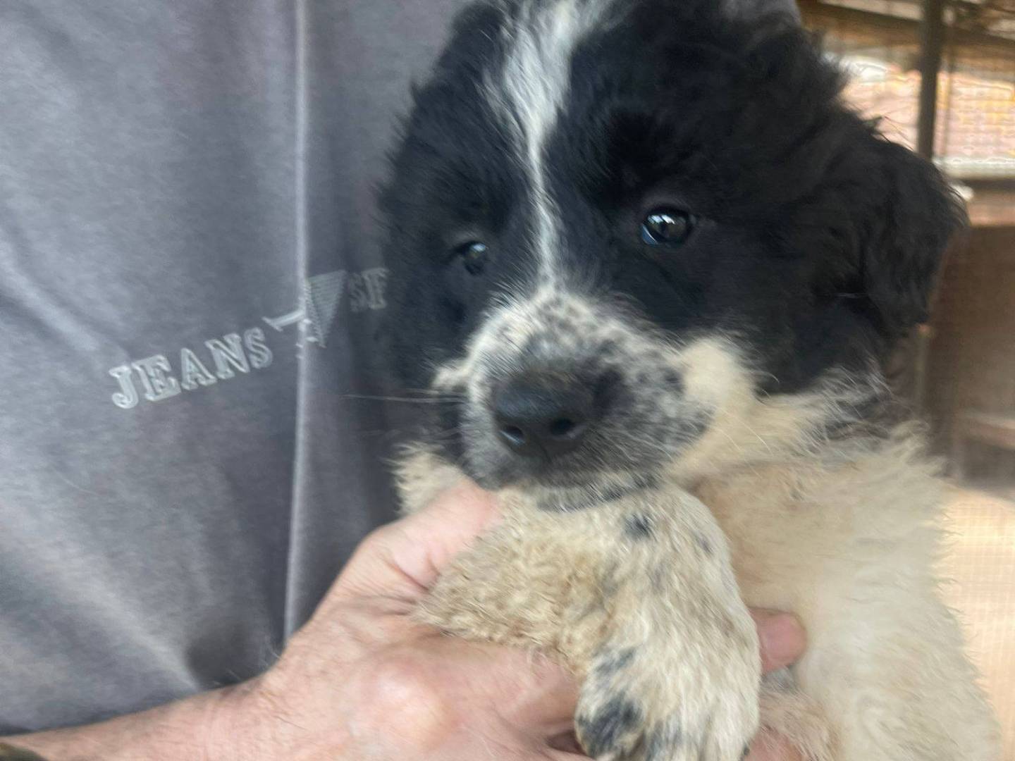 Adotta un cane, maschio, 3 mesi, Frosinone