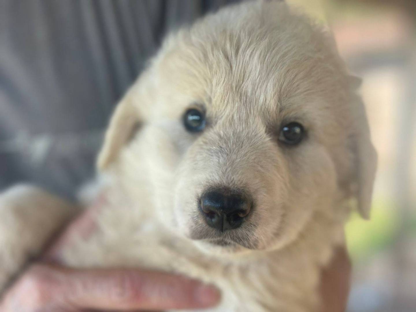 Adozione cane, maschio, Razza sconosciuta Razza sconosciuta, 3 mesi, taglia media, Frosinone