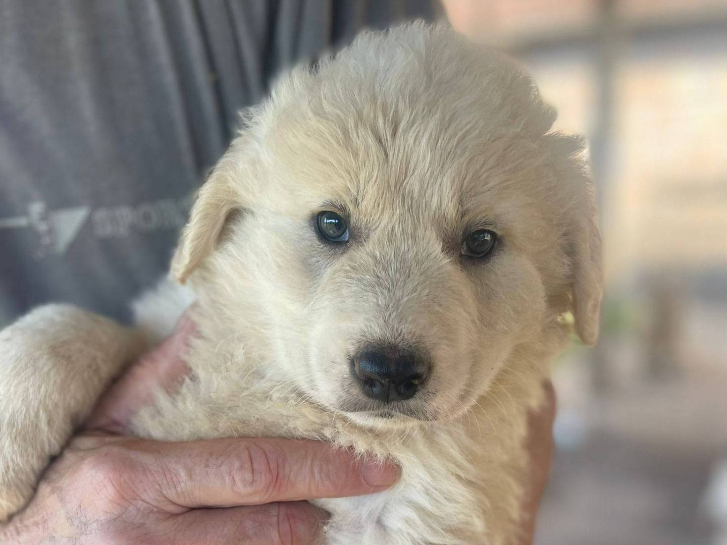 Adotta un cane, maschio, 3 mesi, Frosinone