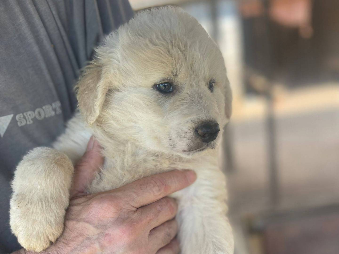Vuoi adottare un cane a Frosinone?