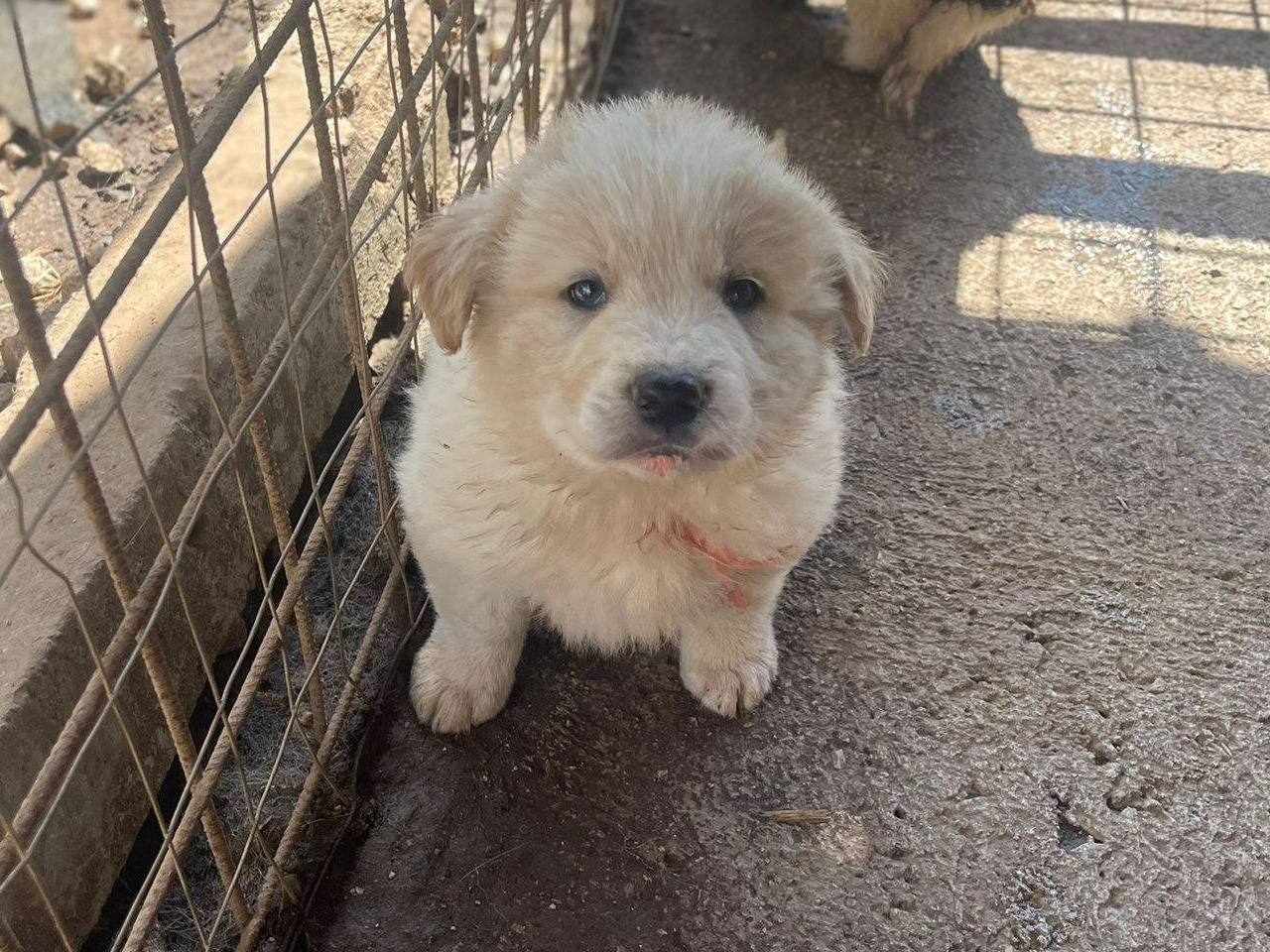Adozione cane, maschio, Razza sconosciuta Razza sconosciuta, 3 mesi, taglia media, Frosinone