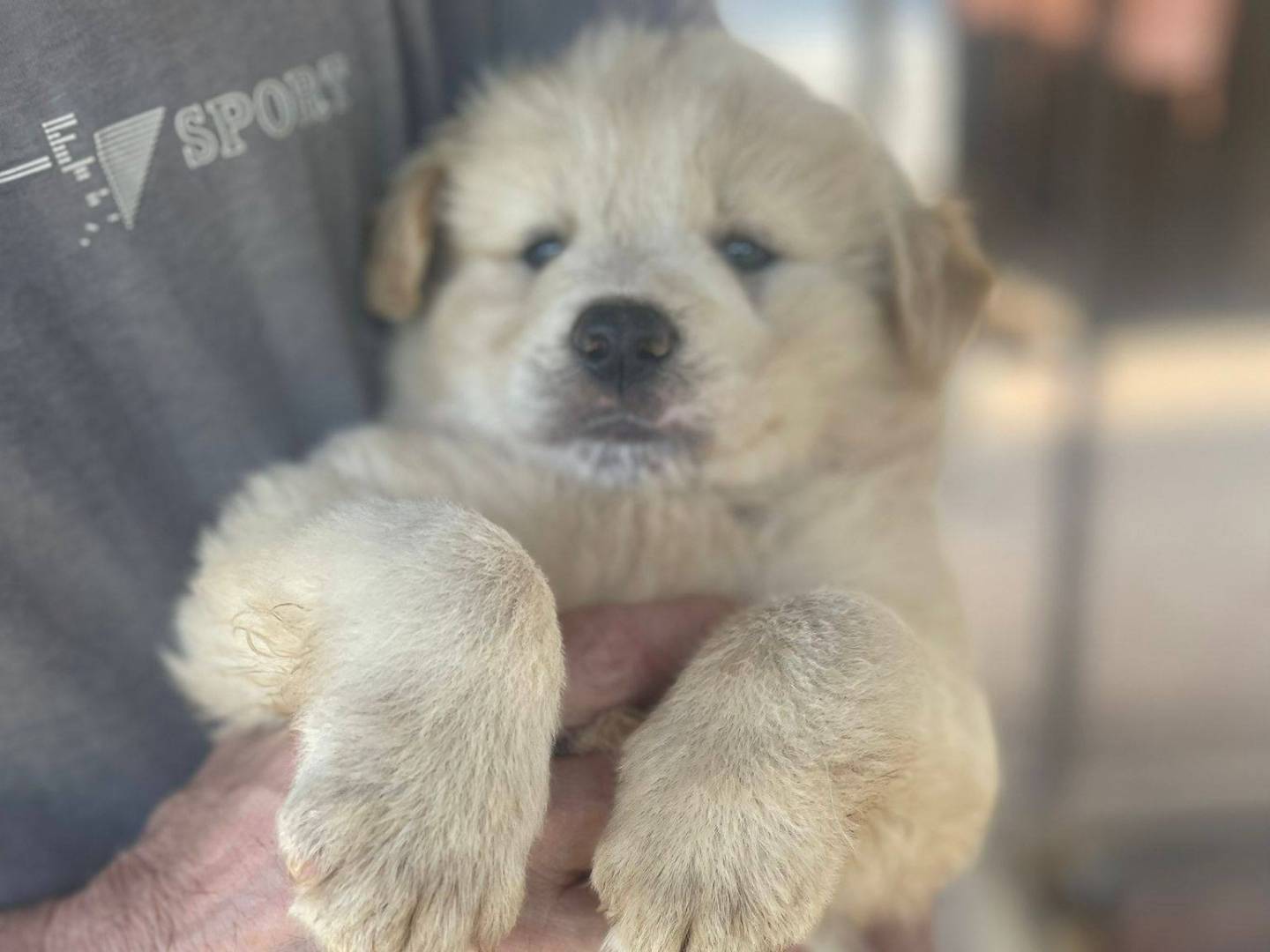 Adotta un cane, maschio, 3 mesi, Frosinone