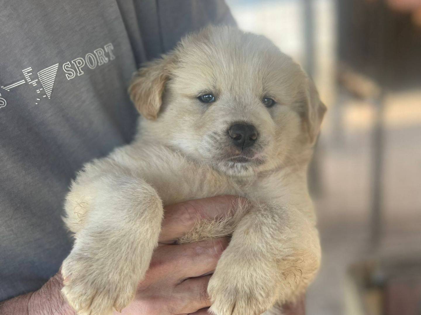 Adotta un cane, taglia media, maschio, Frosinone