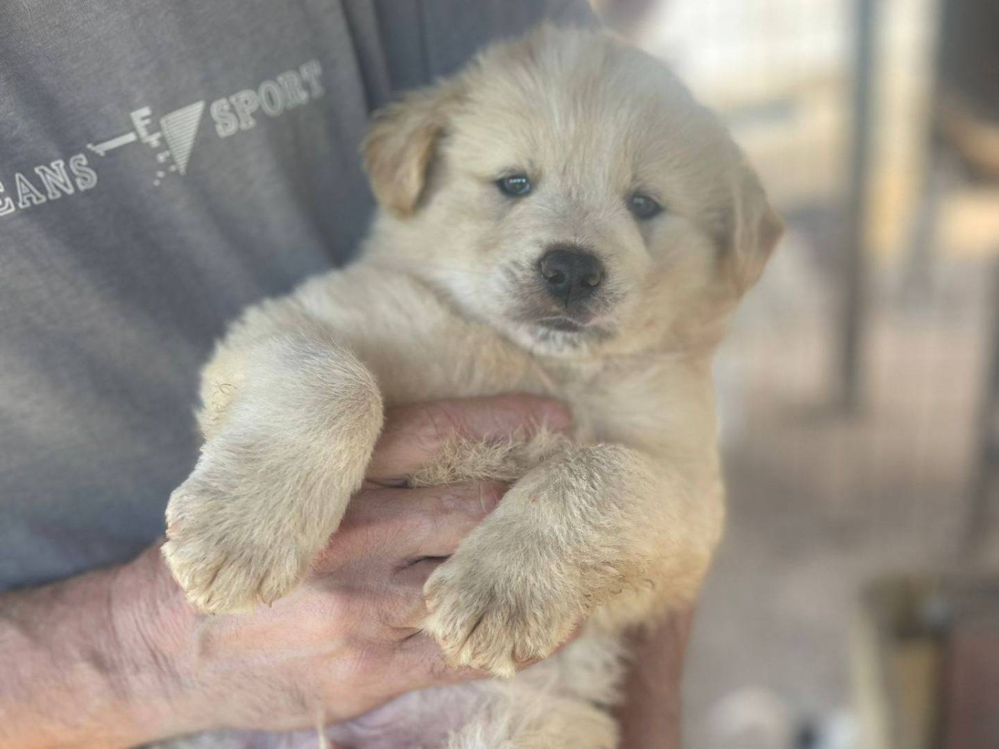 Vuoi adottare un cane a Frosinone?