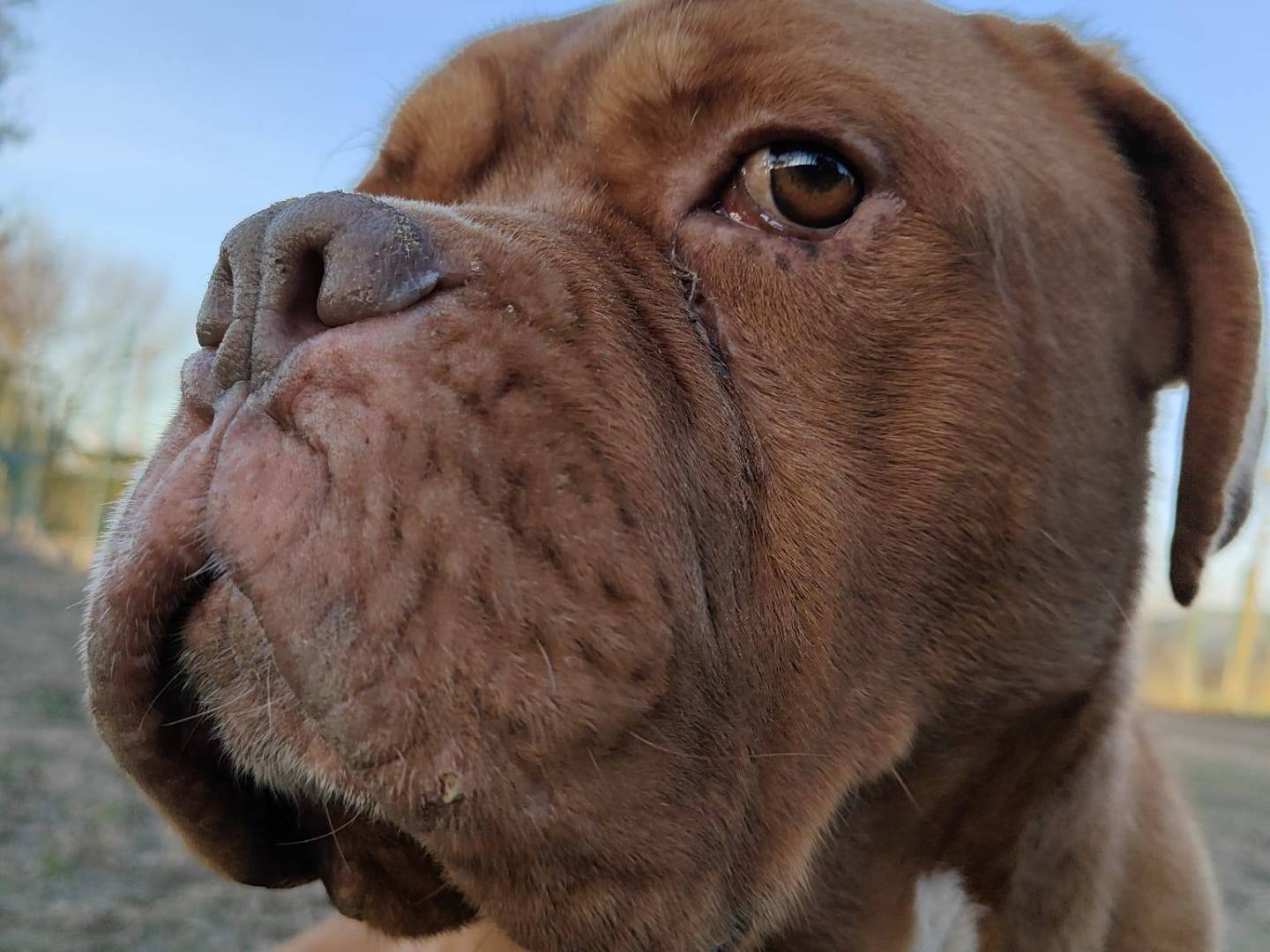 Adozione cane, maschio, Razza sconosciuta Razza sconosciuta, 8 anni e 5 mesi, taglia gigante, Pavia