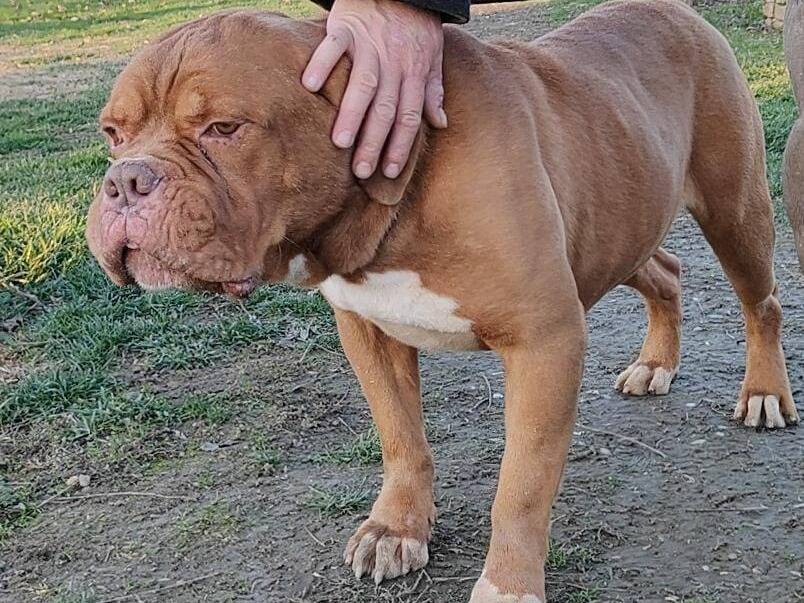 Adotta un cane, maschio, 8 anni e 5 mesi, Pavia